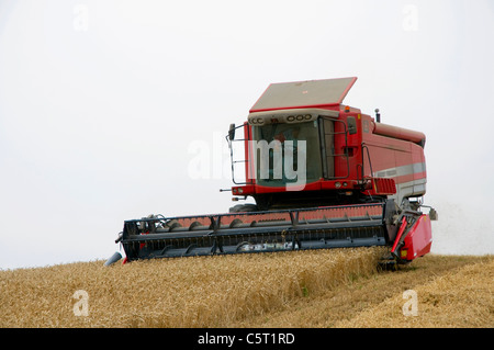 Roten Mähdrescher bei der Weizenernte. Einfaches Layout für Ausschnitt Stockfoto