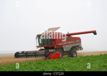 Roten Mähdrescher bei der Weizenernte Stockfoto
