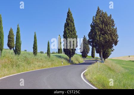 Italien, Toskana, Provinz Siena, Val d ' Orcia, Sicht auf Straße, gesäumt von Zypressen Stockfoto