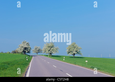 Deutschland, Saarland, Blick auf blühenden Obstbaum neben der Landstraße Stockfoto