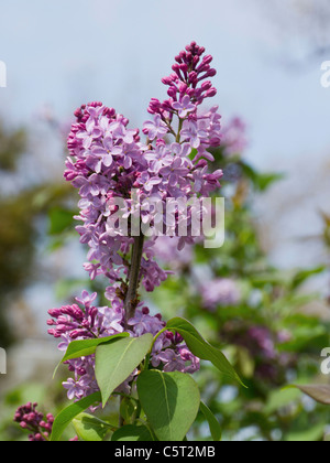 USA, Washington DC, Nahaufnahme von lila Blumen Stockfoto