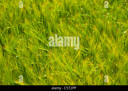 Nahaufnahme eines Feldes der Reifen Gerste Stockfoto