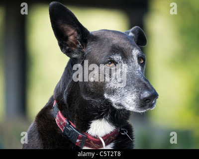 Deutschland, München, Nahaufnahme von schwarzer Hund Stockfoto