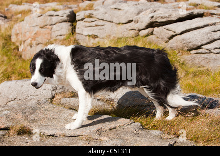 Ein Border-Collie auf Bowland Knotts in den Trog von Bowland, Lancashire, UK. Stockfoto