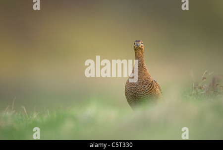 Birkhuhn at Tetrix eine Erwachsene weibliche Porträt auf offenen Moorlandschaften in der Morgendämmerung. Schottland, Großbritannien Stockfoto