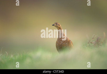 Black Grouse at Tetrix Porträt einer Warnung Erwachsenfrau auf offenen Moorlandschaften in der Morgendämmerung. Schottland, Großbritannien Stockfoto