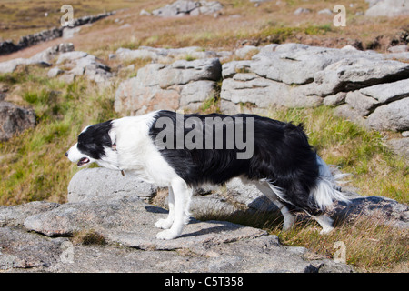 Ein Border-Collie auf Bowland Knotts in den Trog von Bowland, Lancashire, UK. Stockfoto