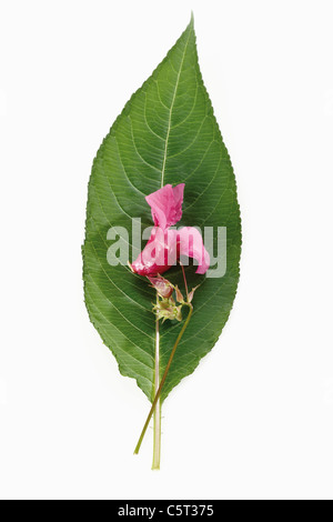 Blume Drüsige Springkraut (Impatiens Glandulifera), erhöhten Blick Stockfoto