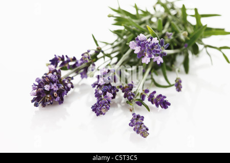 Haufen von Lavendel (Lavandula Angustifolia), erhöht, Ansicht Stockfoto