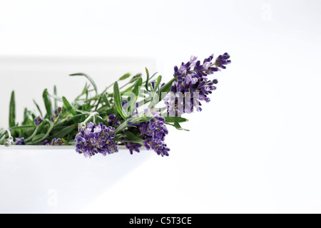 Reihe von Lavendel (Lavandula Angustifolia) Stockfoto