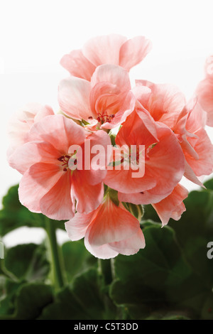 Geranien Blumen (Pelargonium), Nahaufnahme Stockfoto