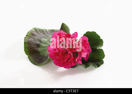 Geranie Blüte und Blätter (Pelargonium), erhöhten Blick Stockfoto