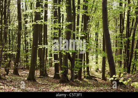 Deutschland, Bayern, Franken, Oberfranken, Fränkische Schweiz, Ansicht von Beech Grove im Frühjahr Stockfoto