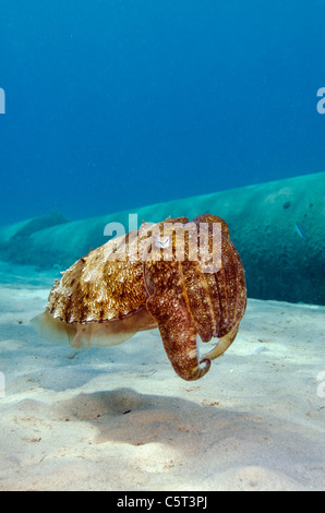 Cuttle Fisch, Nuweiba, Sinai, Ägypten, Rotes Meer Stockfoto