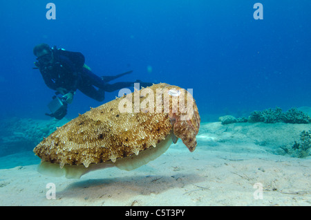 Cuttle Fisch, Nuweiba, Sinai, Ägypten, Rotes Meer Stockfoto