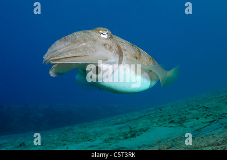 Cuttle Fisch, Nuweiba, Sinai, Ägypten, Rotes Meer Stockfoto