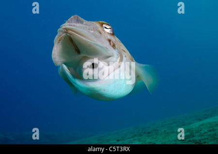 Cuttle Fisch, Nuweiba, Sinai, Ägypten, Rotes Meer Stockfoto