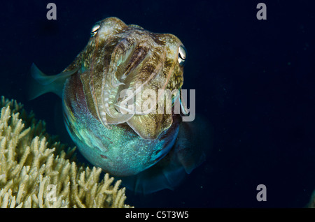 Cuttle Fisch, Nuweiba, Sinai, Ägypten, Rotes Meer Stockfoto