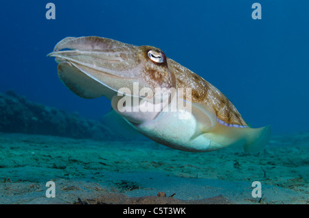 Cuttle Fisch, Nuweiba, Sinai, Ägypten, Rotes Meer Stockfoto