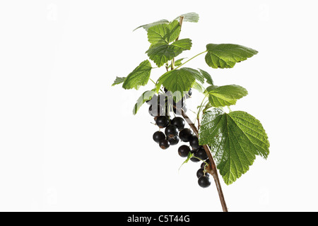 Schwarze Johannisbeere (Ribes Nigrum) auf Ast Stockfoto