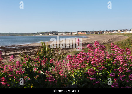 Republik von Irland, County Fingal, Schären, roter Baldrian in der Nähe am Strand Stockfoto