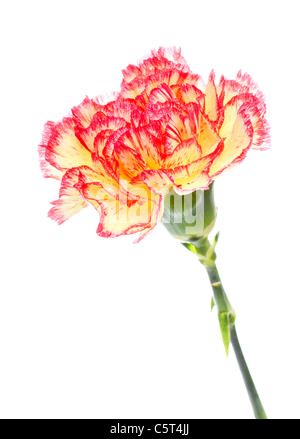 einzigen rosa und gelb Nelke isoliert auf weiss Stockfoto