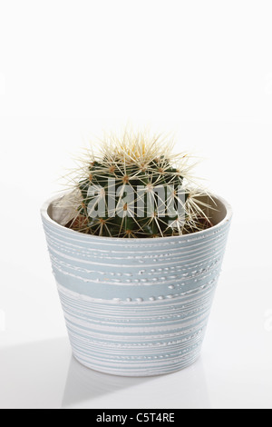 Eingemachte Golden Barrel Cactus (Echinocactus Grusonii) Stockfoto