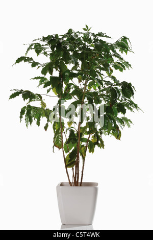 Kaffeepflanze (Coffea Arabica) im Blumentopf Stockfoto