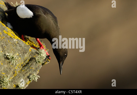 BLACK GUILLEMOT Cepphus Grylle eine Erwachsene suchen über den Rand der Klippe, auf dem es gelegen ist. Shetland-Inseln, Schottland, UK Stockfoto