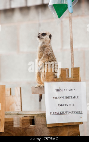 Erdmännchen halten Ausschau auf das Bowland Wildschwein Park, Lancashire, UK. Stockfoto