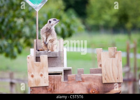 Erdmännchen halten Ausschau auf das Bowland Wildschwein Park, Lancashire, UK. Stockfoto