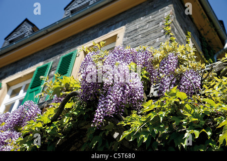 Deutschland, Rheinland-Pfalz, Bernkastel-Kues, Gebäude mit chinesischer Blauregen (Wisteria Sinensis) in voller Blüte, geringe Winkel Ansicht Stockfoto