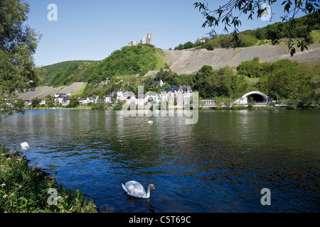 Deutschland, Rheinland-Pfalz, Bernkastel-Kues, Schwäne an Mosel Stockfoto