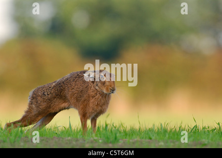 BRAUNER Hase Lepus Europaeus Profilbildnis eines Erwachsenen erstreckt sich in einem neu gepflanzten Ernte-Feld. Mai. Derbyshire, UK Stockfoto