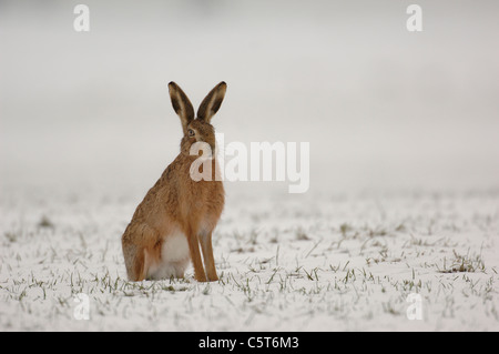 BRAUNER Hase Lepus Europaeus alert Erwachsener in seinen Wintermantel sitzt aufrecht in einem überdachten Schneefeld.  Derbyshire, UK. Stockfoto