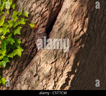 Steinkauz (Athene Noctua) Nest Baumhöhle zu betreten Stockfoto