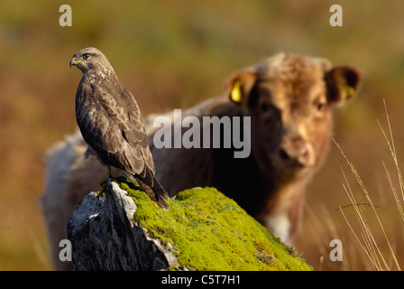 Bussard Buteo Buteo A Highland Kuh Kalb ist fasziniert von einem Bussard thront auf einem nahe gelegenen Felsen. Oktober-Isle of Mull, Schottland, Vereinigtes Königreich Stockfoto