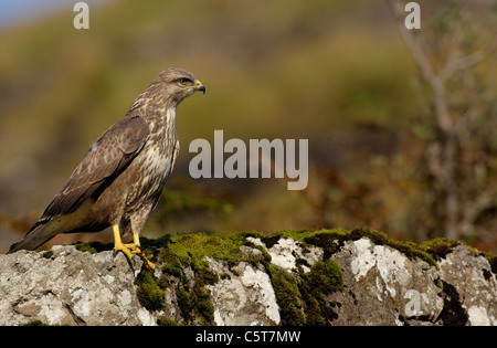 Bussard Buteo Buteo Erwachsener thront auf einem am Straßenrand Felsen im Winter helle Sonnenlicht. Oktober.  Isle of Mull, Schottland. Stockfoto