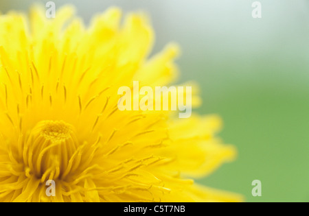 Gelbe Blüten, Löwenzahn Stockfoto