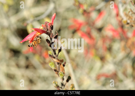 Biene bestäubt Chuparosa Blume. Stockfoto