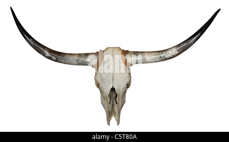 Schädel von Longhorn mit Seil isoliert auf weißem Hintergrund Stockfoto