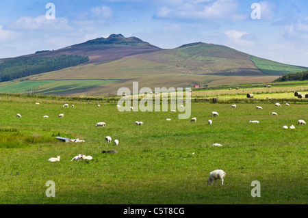 Ruberslaw Hill in den Scottish Borders, ein Meilenstein in den Cheviot-Bereich in der Nähe von Hawick Stockfoto