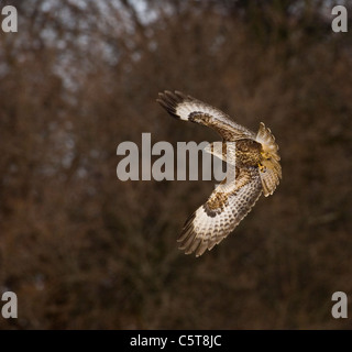 Bussard Buteo Buteo ein Erwachsener, beleuchtet durch reflektiertes Licht von Schnee auf dem Boden liegend, stellt sich in der Luft. Mid Wales, UK Stockfoto