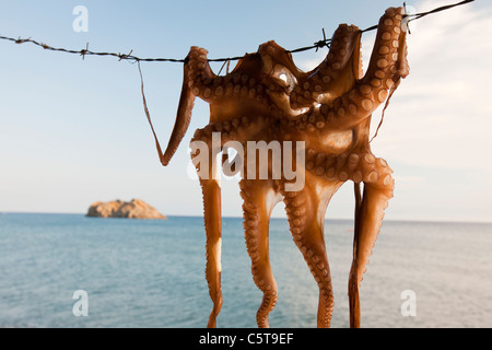 Krake aufgehängt in einem Restaurant in Skala Eresou, Lesbos, Griechenland. Stockfoto