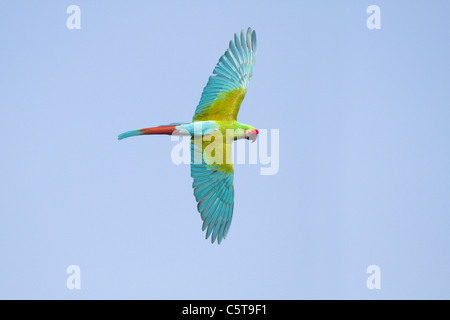 Soldatenara; Ara Militaris; im Flug; Paradise Park; Cornwall; UK Stockfoto