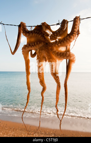 Krake aufgehängt in einem Restaurant in Skala Eresou, Lesbos, Griechenland. Stockfoto