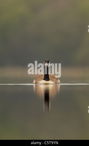 KANADAGANS Branta Canadensis Erwachsener auf einem ruhigen See in der Dämmerung. Derbyshire, UK Photographer.Andrew Parkinson Stockfoto