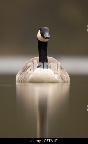 KANADAGANS Branta Canadensis Porträt eines Erwachsenen auf einem ruhigen See in der Dämmerung. Derbyshire, UK Stockfoto