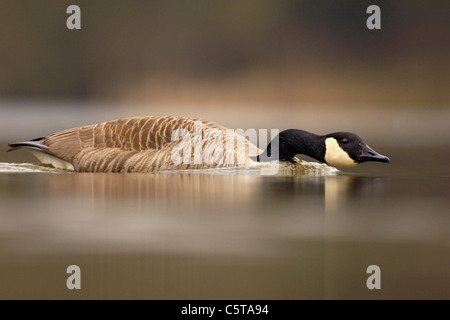 KANADAGANS Branta Canadensis Erwachsener lädt aggressiv an einem anderen in einem Rechtsstreit über Territorium.  Derbyshire, UK Stockfoto