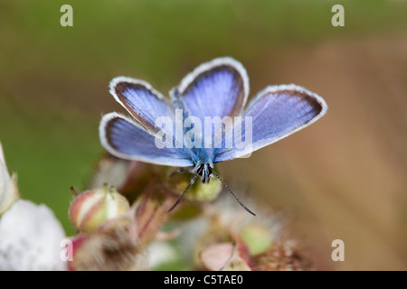 Silberne Nieten Blue Butterfly; Plebejus Argus; Männlich; Cornwall; UK Stockfoto